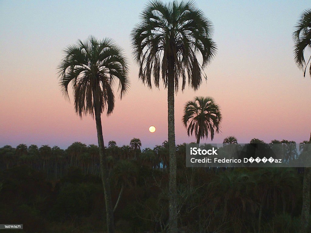 Amanecer Con palmeras - Lizenzfrei Argentinien Stock-Foto