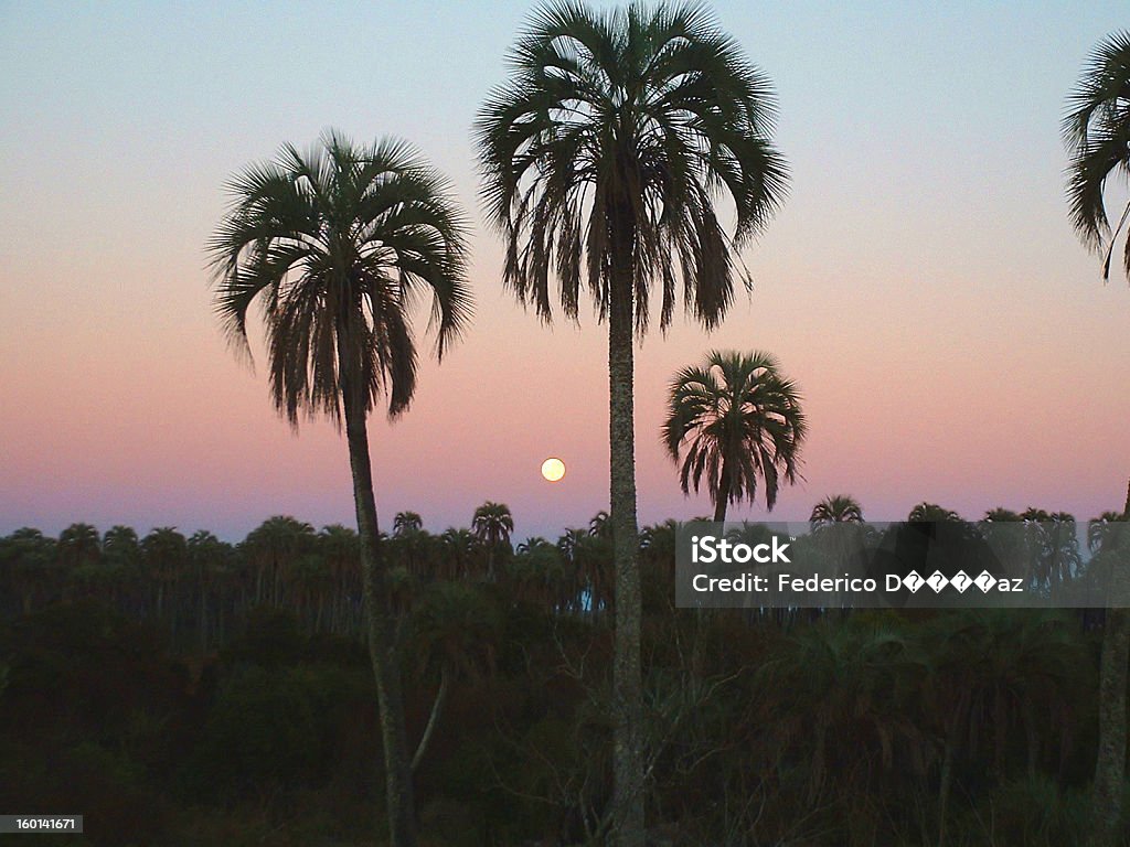 Amanecer con palmeras - Foto stock royalty-free di Ambientazione esterna