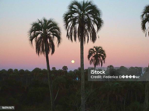 Amanecer Con Palmeras - Fotografie stock e altre immagini di Ambientazione esterna - Ambientazione esterna, Argentina - America del Sud, Aurora