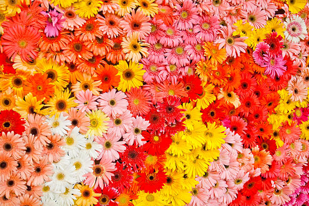 Gerbera Daisy stock photo