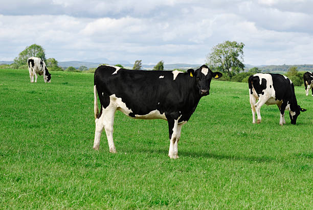istock Rural scene of dairy cattle standing in a field 160141773