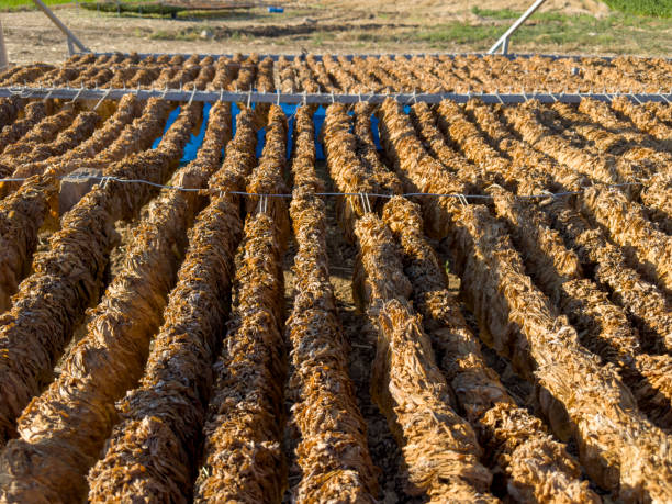 istock Tobacco dried in the sun in the fields 1601417959