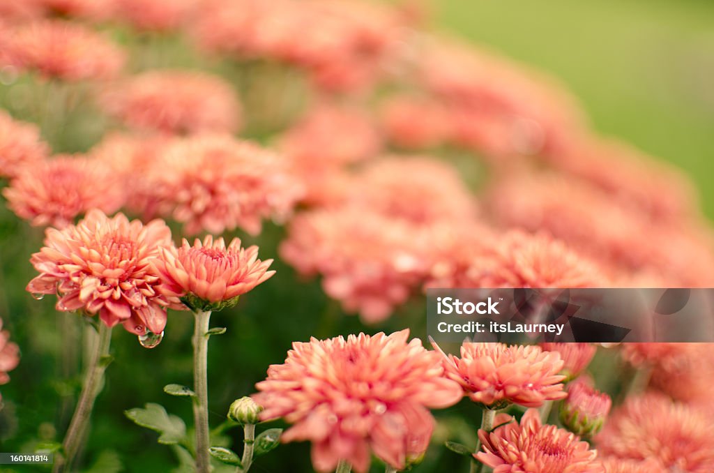 Autumn Chrysanthemums Beautiful coral colored Chrysanthemum flowers. Autumn Stock Photo Autumn Chrysanthemums Beautiful coral colored Chrysanthemum flowers. Autumn Stock Photo