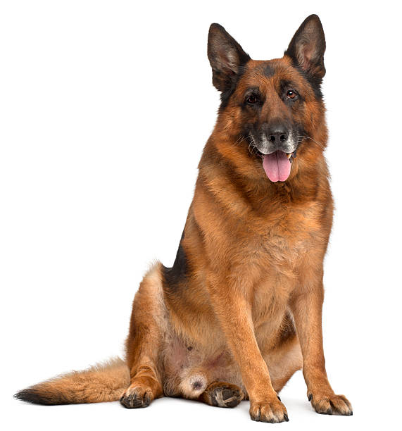 istock German Shepherd Dog, eleven years old, sitting, white background. 160141911