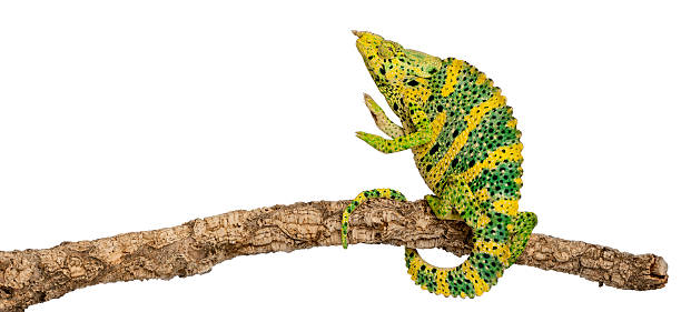 istock Giant One-horned Chameleon, reaching up from branch, white background. 160141912