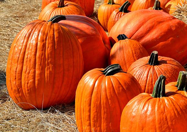 istock pumpkins for sale 160142056