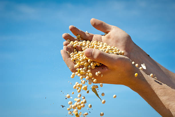 istock A woman letting lentils spill from her hands 160142226