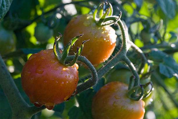 Organic Cherry Tomatoes stock photo