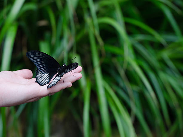 Butterfly "Scarlet Swallowtail" stock photo