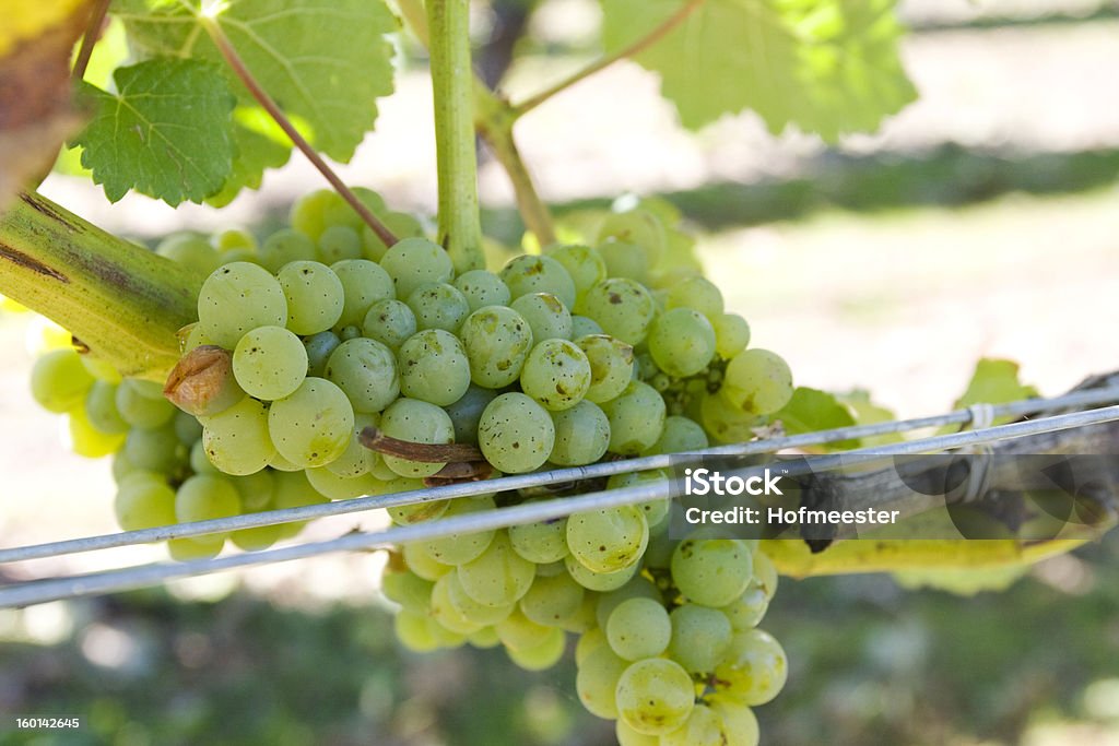 Uvas brancas na Marlborough, Nova Zelândia - Foto de stock de Agricultura royalty-free