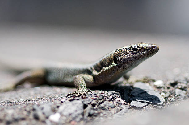 lizard stock photo