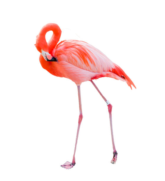 istock Beautiful Flamingo Isolated on White Background. 1601428839