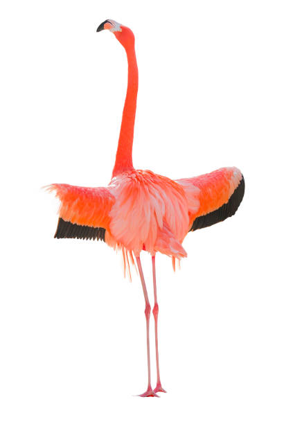 istock Beautiful Flamingo Isolated on White Background. 1601428849
