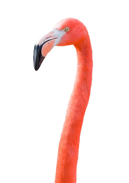 istock Beautiful Flamingo Isolated on White Background. 1601428860