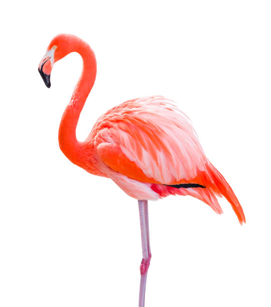 istock Beautiful Flamingo Isolated on White Background. 1601428865