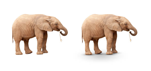 istock Baby Elephant Isolated On White With and Without A Shadow. 1601429011