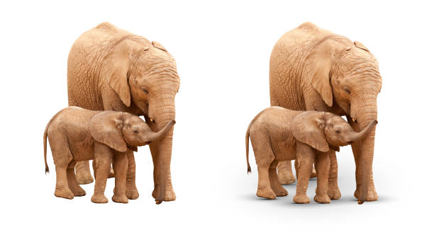 istock Baby and Mother Elephant Isolated On White With and Without A Shadow. 1601429412