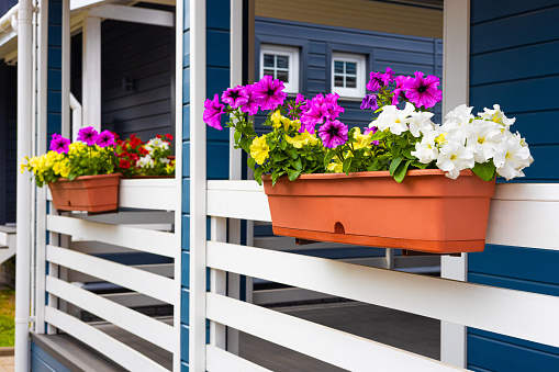 pallet with flowers on the veranda of the house. home decoration with flowers. tray with flowers on the veranda
