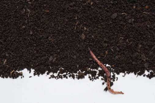 Earthworm humus photographed over her, excellent natural fertilizer.