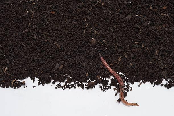 Earthworm humus soil with its Earthworm humus photographed over her, excellent natural fertilizer. earthworm photos stock pictures, royalty-free photos & images