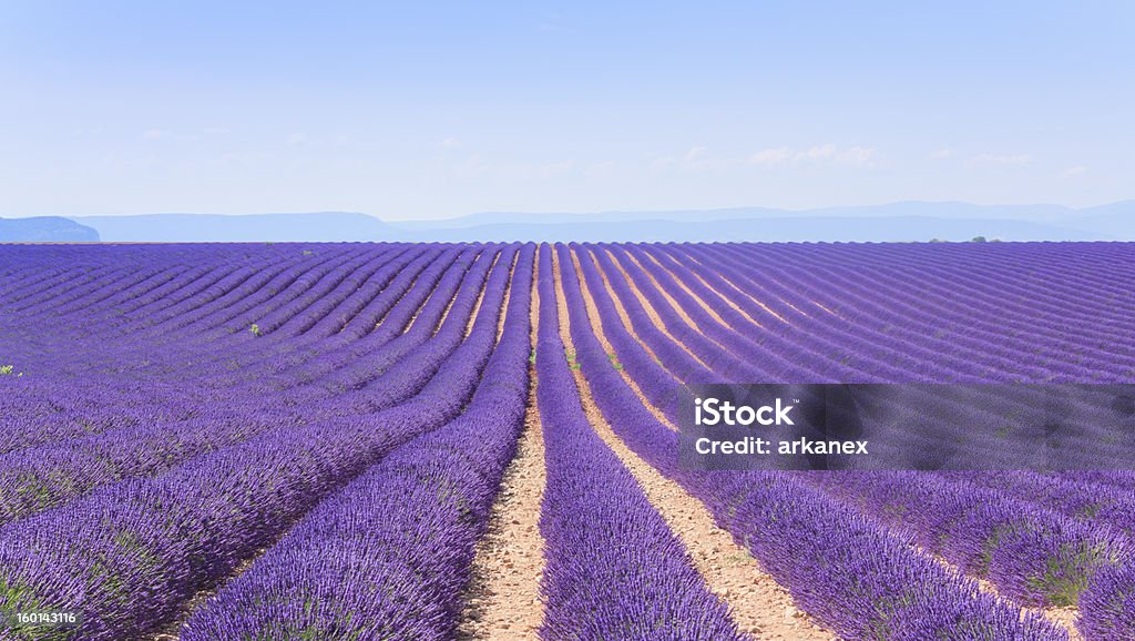 Field of lavender Field of lavender. Location is France, Provance Blossom Stock Photo