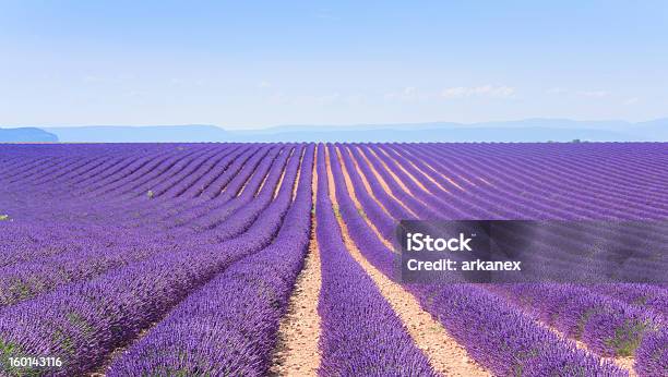 Field Of Lavender Stock Photo - Download Image Now - Blossom, Crop - Plant, Cultivated