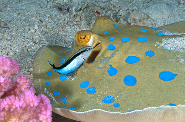 Cleaning Station Symbiotic cleaner wrasse cleaning blue spotted stingray. labroides dimidiatus stock pictures, royalty-free photos & images