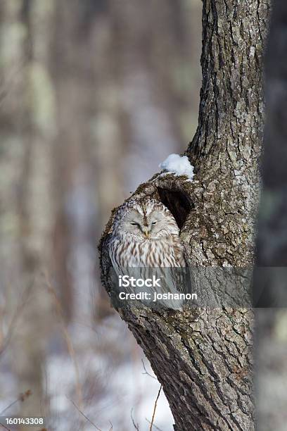 Ural Owl Sitting In Tree Stock Photo - Download Image Now - Animal, Animal Wildlife, Animals In The Wild