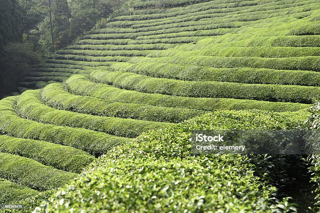 Zielona herbata pola - Zbiór zdjęć royalty-free (Azja)