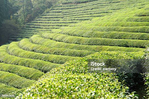 Zielona Herbata Pola - zdjęcia stockowe i więcej obrazów Azja - Azja, Chiny, Drzewo