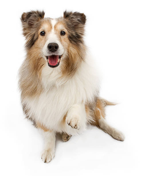 istock Sheltie Dog With Paw Out Isolated on White 160143878