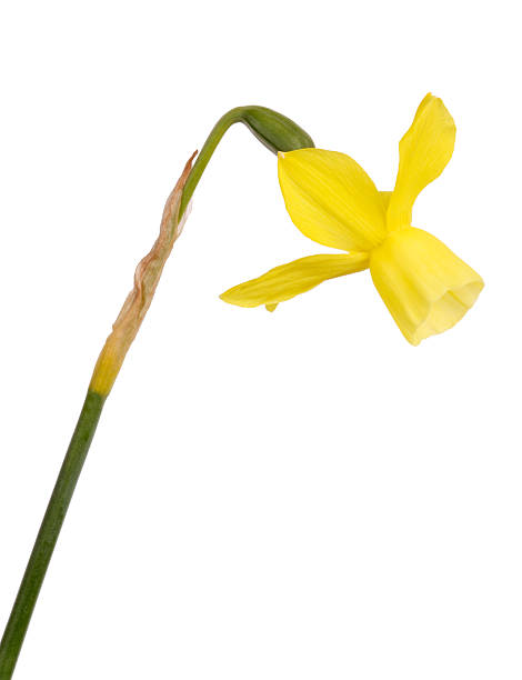 istock Stem and flower of a yellow daffodil 160144001