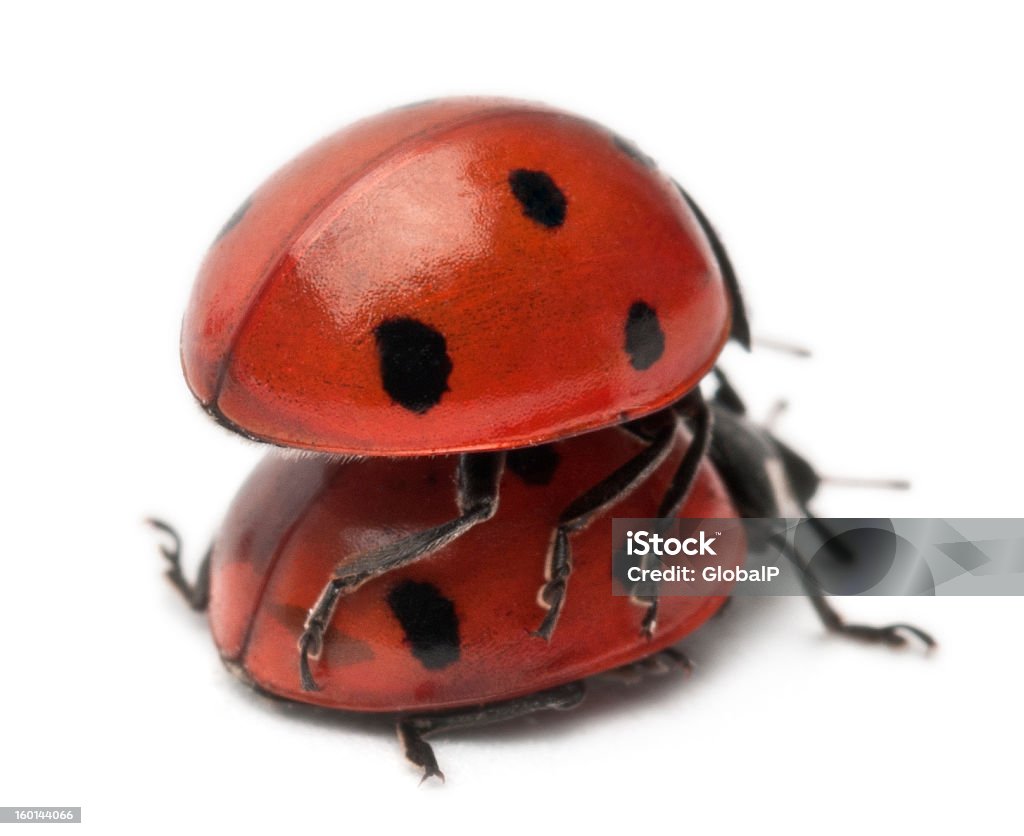 Sette-posto ladybirds accoppiamento, Coccinella septempunctata, sfondo bianco. - Foto stock royalty-free di Accoppiamento animale