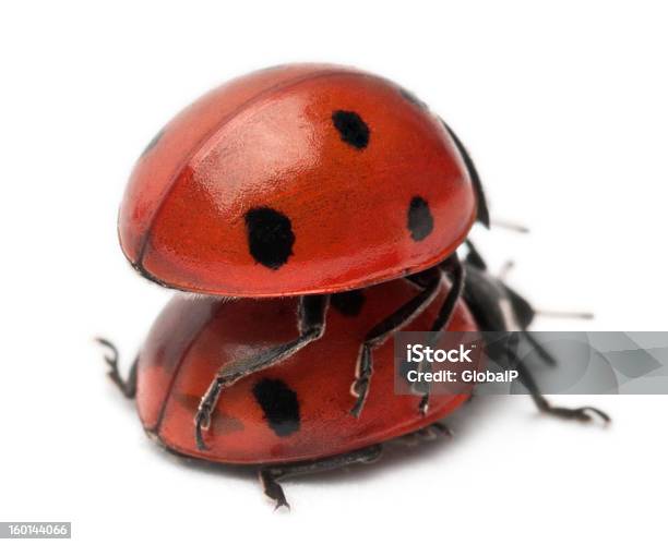 Siedemspot Ladybirds Gody Coccinella Septempunctata Białe Tło - zdjęcia stockowe i więcej obrazów Bez ludzi