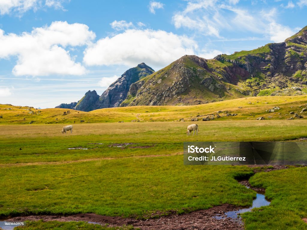 Cows grazing on the mountain Meadow Stock Photo