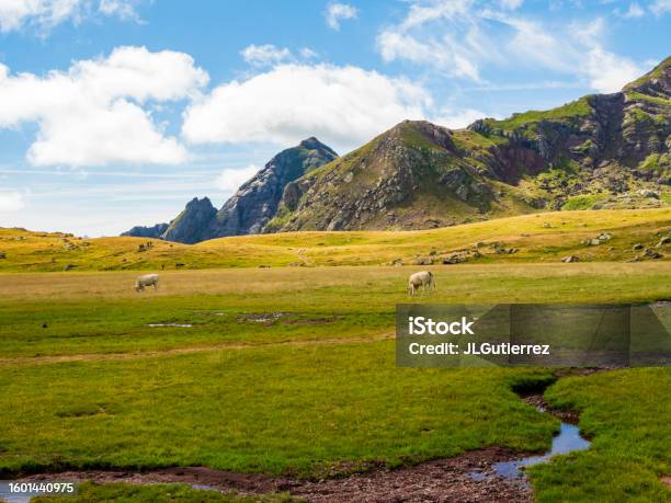 Cows Grazing On The Mountain Stock Photo - Download Image Now - Meadow, Agriculture, Midi-Pyrénées