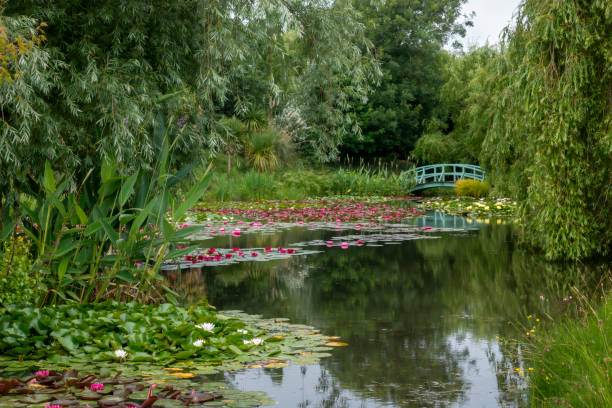 wassergarten mit seerosen und brücke - water lily lily water water garden stock-fotos und bilder