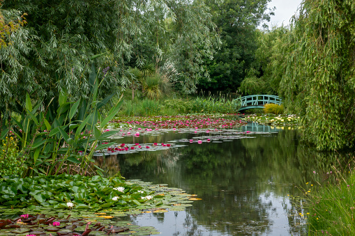 Water Garden with water lilies and a bridge on a sunny day