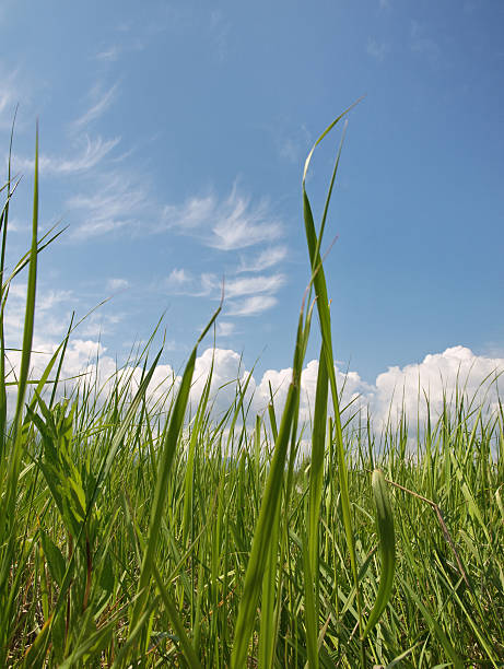 istock Green grass on background cumulous cloud 160144259