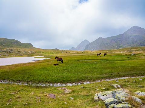 Horses grazing in Lake Anayet, Pyrenees, Huesca, Spain