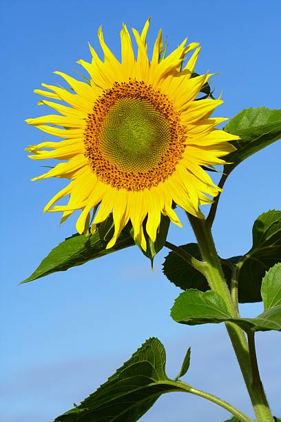 Bright yellow sunflower with blue sky stock photo
