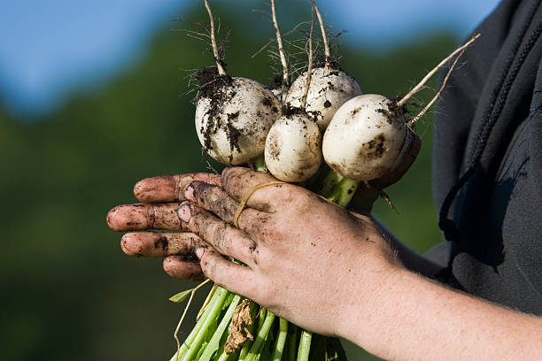 Organic Turnips stock photo