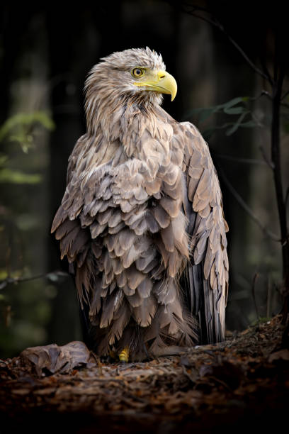 istock Close White-tailed eagle portrait in dark forest 1601445040