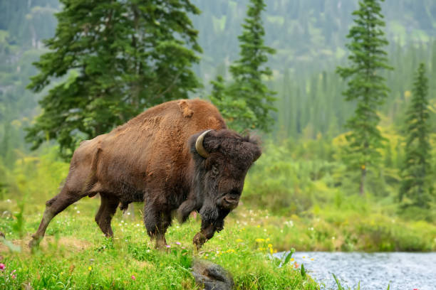 gran bisonte en el parque nacional a orillas de un lago - mountain famous place livestock herd fotografías e imágenes de stock