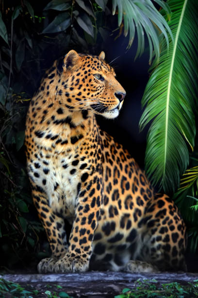 Close young leopard portrait in jungle stock photo