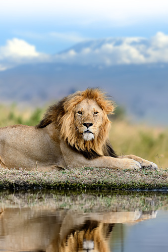 Large and majestic male lion (panthera leo) resting on a large rock. Shot in wildlife, Kidepo National Park, directly at the border between Uganda and South Sudan.