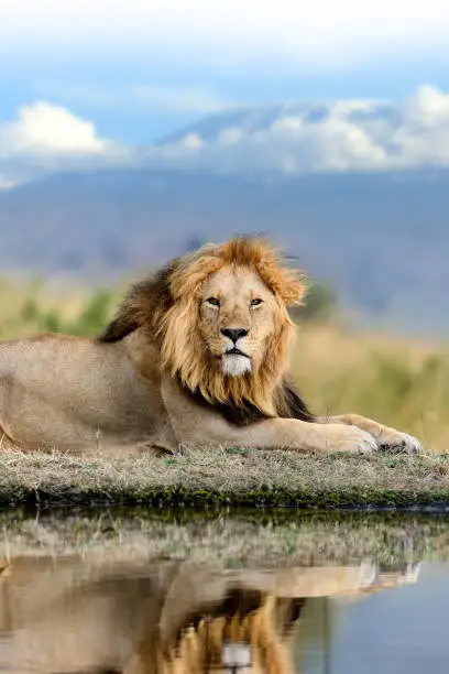 Photo of Lion on Kilimanjaro mount background in National park of Kenya, Africa