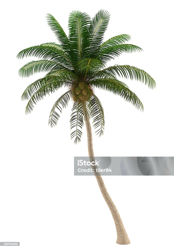 Kokospalme isoliert auf weißem Hintergrund - Lizenzfrei Palme Stock-Foto