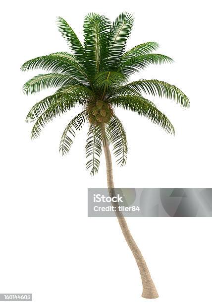 Kokospalme Isoliert Auf Weißem Hintergrund Stockfoto und mehr Bilder von Palme - Palme, Freisteller – Neutraler Hintergrund, Weißer Hintergrund