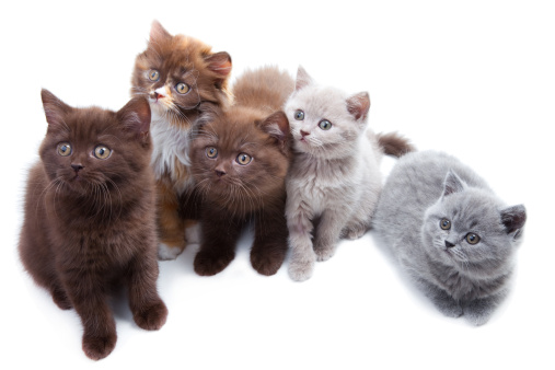 Five cute brititsh kittens